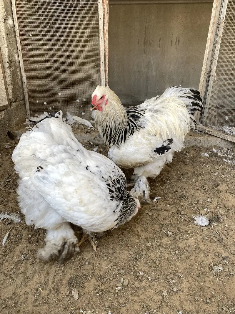 Light columbian brahma young pair — photo 6