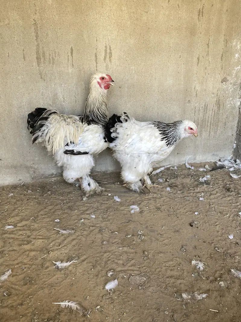 Light columbian brahma young pair — photo 7
