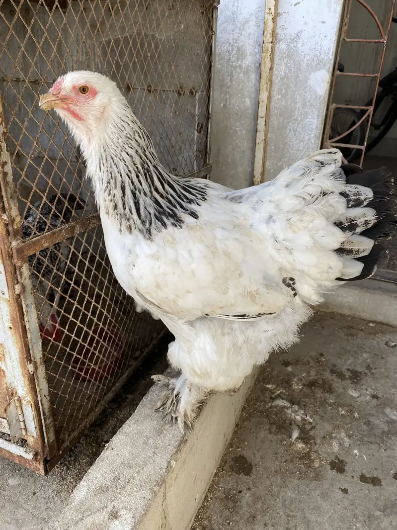Light columbian brahma young pair — photo 8