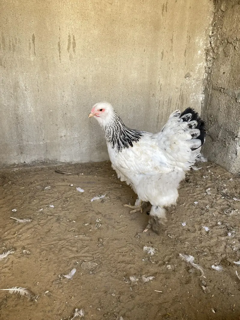 Light columbian brahma young pair — photo 9