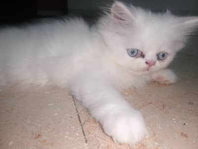 Persian male kitten for sale