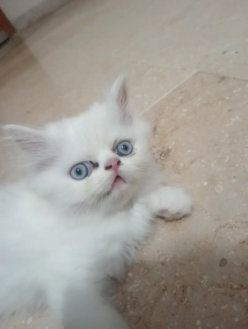 Persian male kitten for sale — photo 2