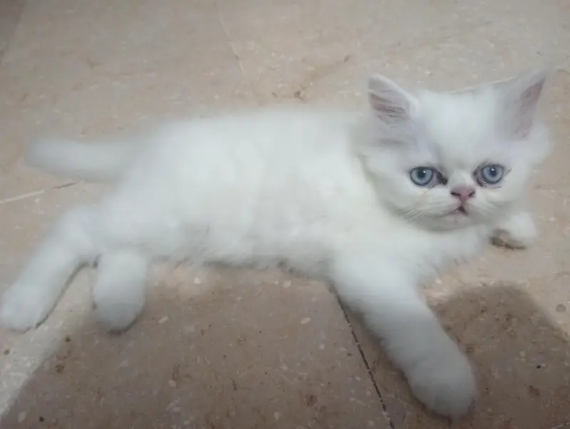 Persian male kitten for sale — photo 3