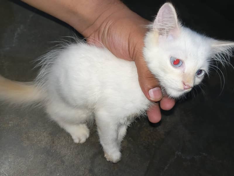 Persian 0