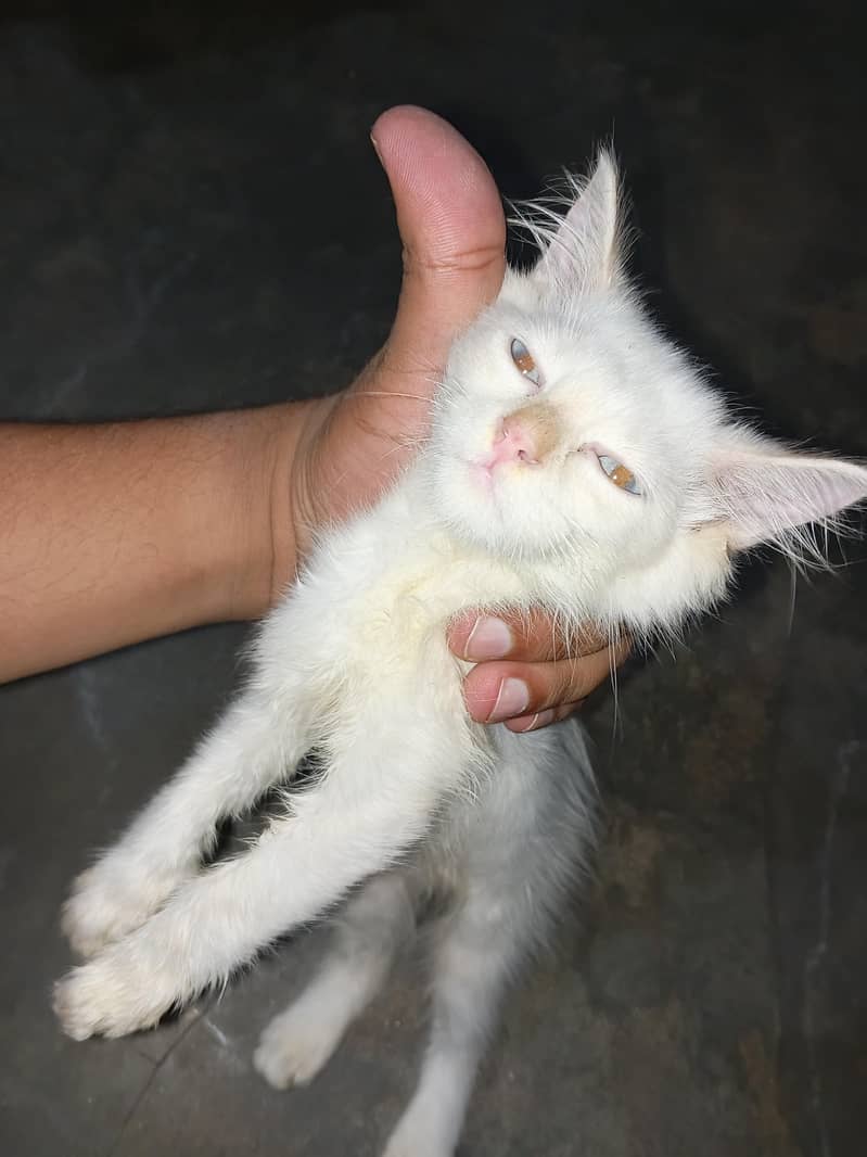 Persian 1