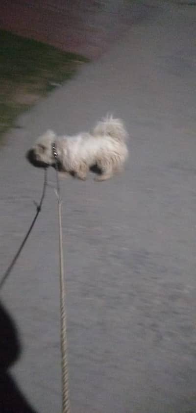 westie dog