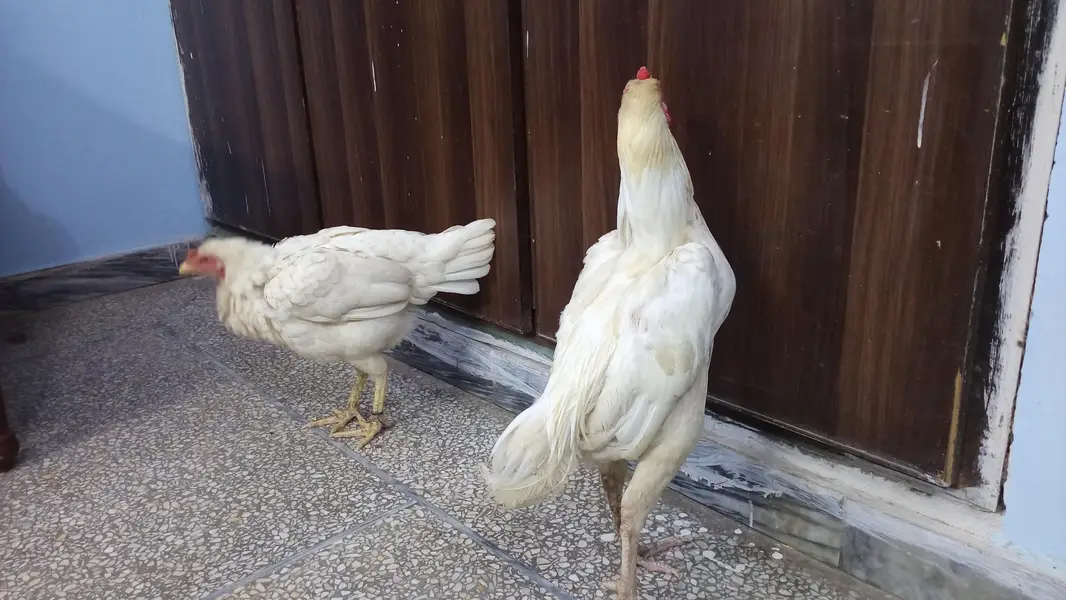 white pair for sell — photo 9