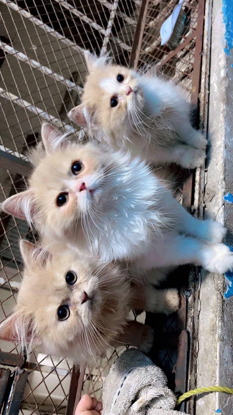 kittens 0