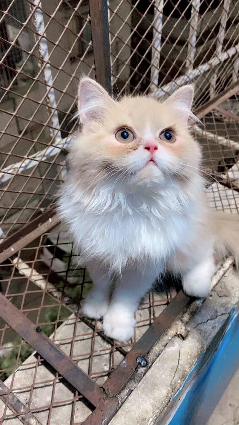 kittens 1