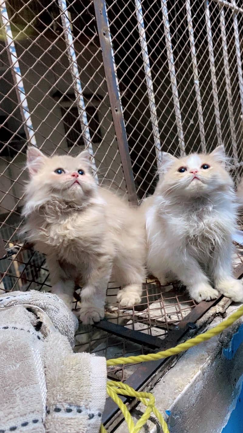 kittens 2