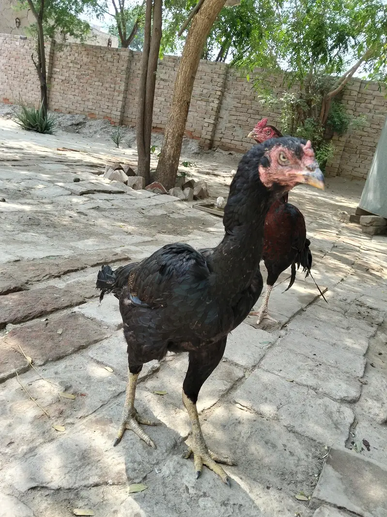Aseel high quality female — photo 2