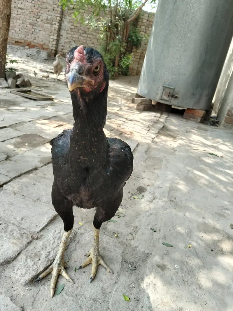 Aseel high quality female — photo 5