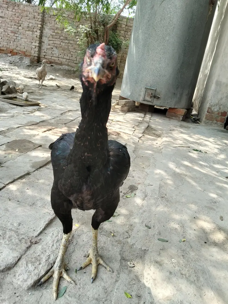 Aseel high quality female — photo 6
