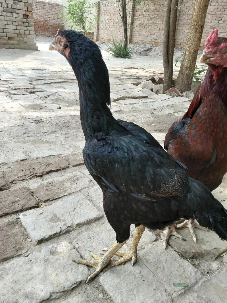 Aseel high quality female — photo 7