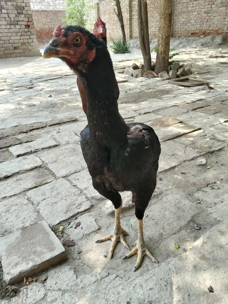 Aseel high quality female — photo 8