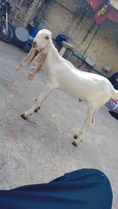 3no Bakra far sale urgent jaldi rabta Karen fazol time vast na karo