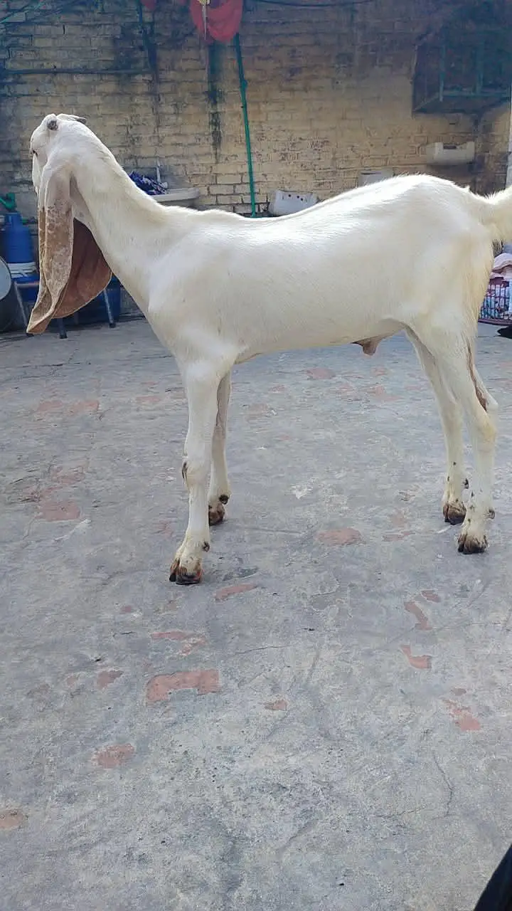 3no Bakra far sale urgent jaldi rabta Karen fazol time vast na karo — photo 2