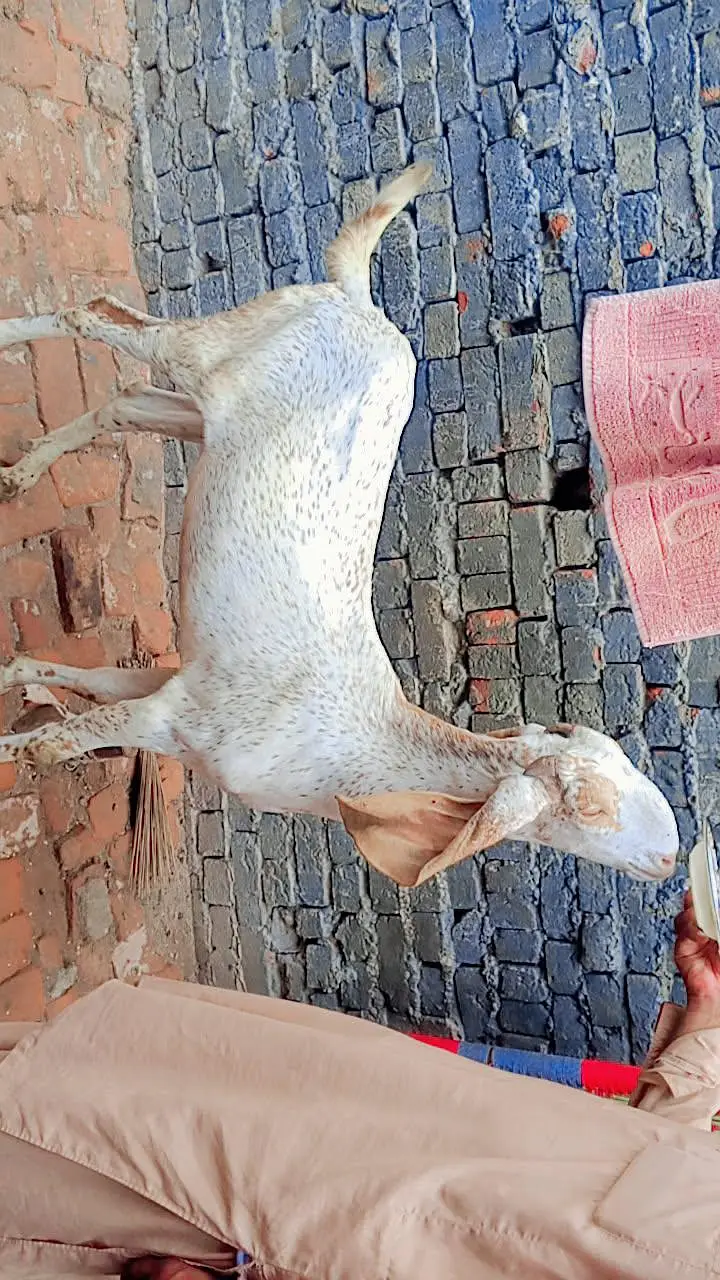 3no Bakra far sale urgent jaldi rabta Karen fazol time vast na karo — photo 4