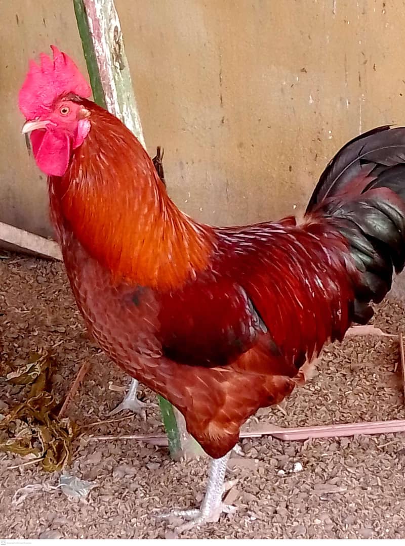 ایک مرغا + 3 انڈے دینے والی مرغیاں برائے فروخت 0