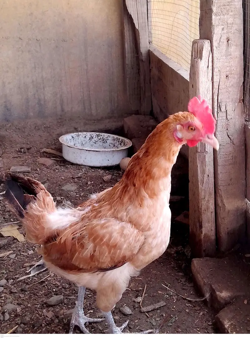 ایک مرغا + 3 انڈے دینے والی مرغیاں برائے فروخت — photo 2