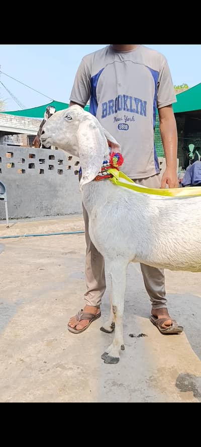big bakri with male female