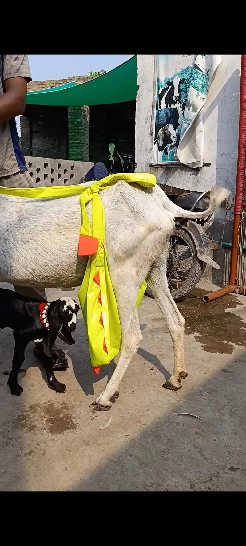 big bakri with male female — photo 2