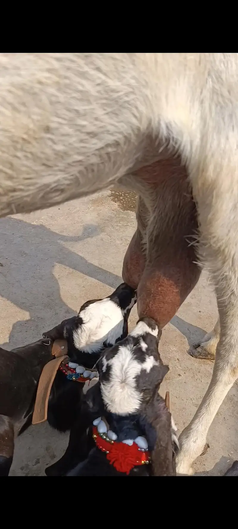 big bakri with male female — photo 4