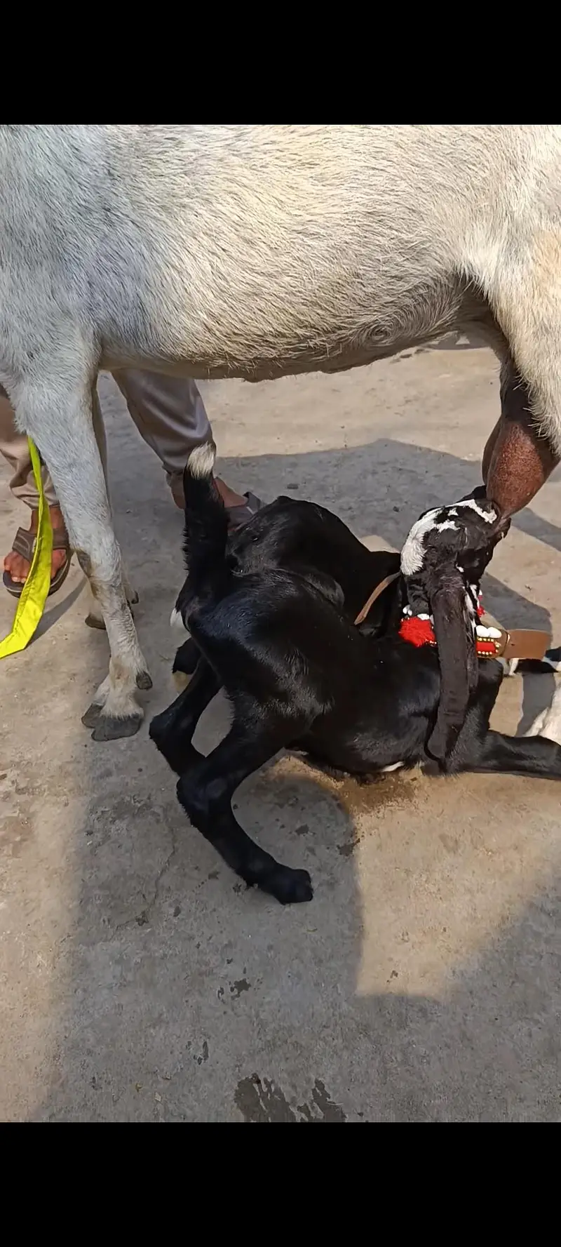 big bakri with male female — photo 5