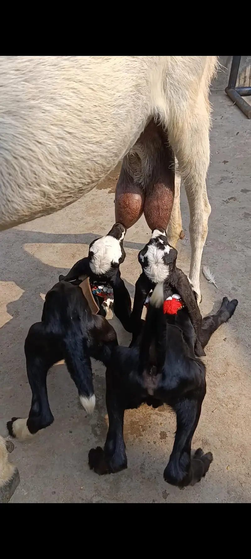 big bakri with male female — photo 6