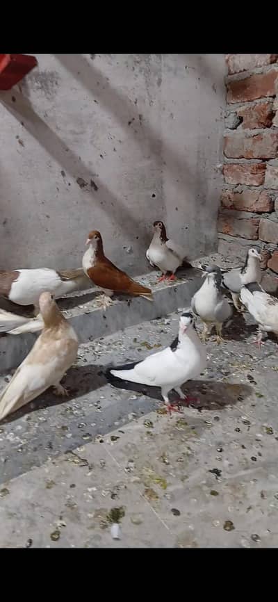 4 sherazi pair hei or aik laki kabotri