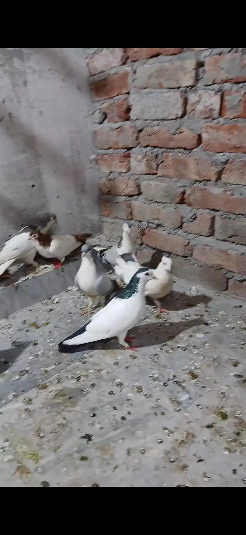 4 sherazi pair hei or aik laki kabotri — photo 3