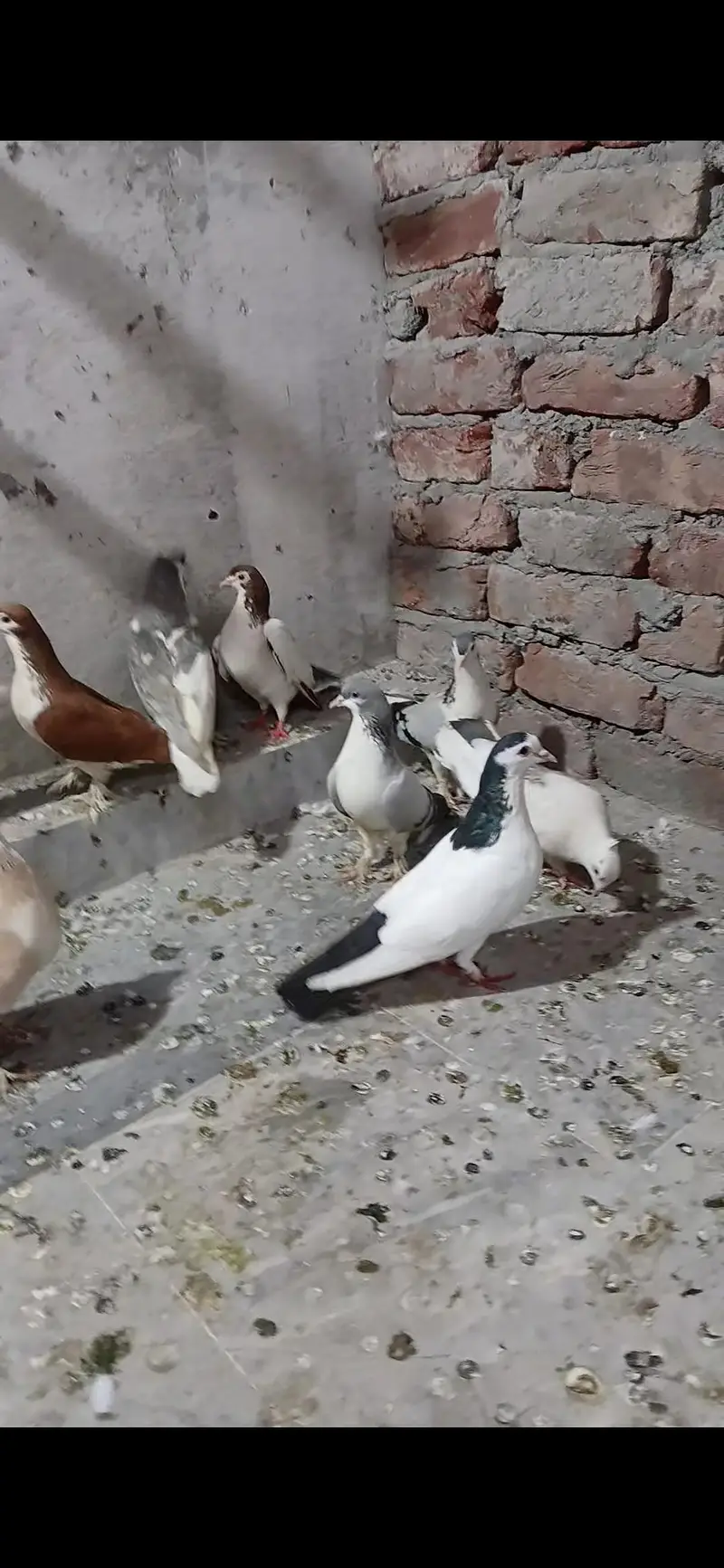 4 sherazi pair hei or aik laki kabotri — photo 4