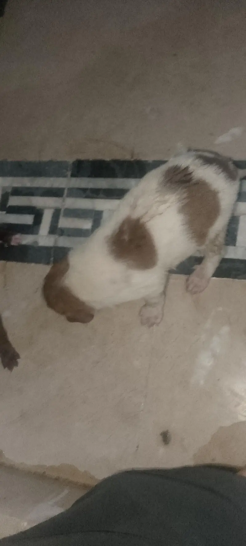 female English panter hai or single bae Mila gAyie gai — photo 5