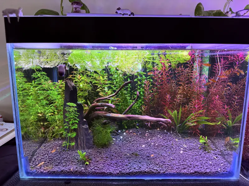 Planted aquarium