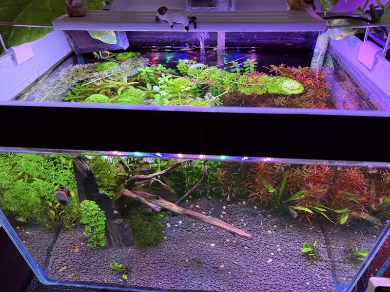 Planted aquarium — photo 3