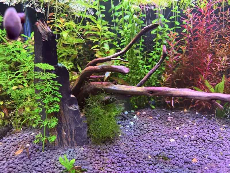 Planted aquarium — photo 4