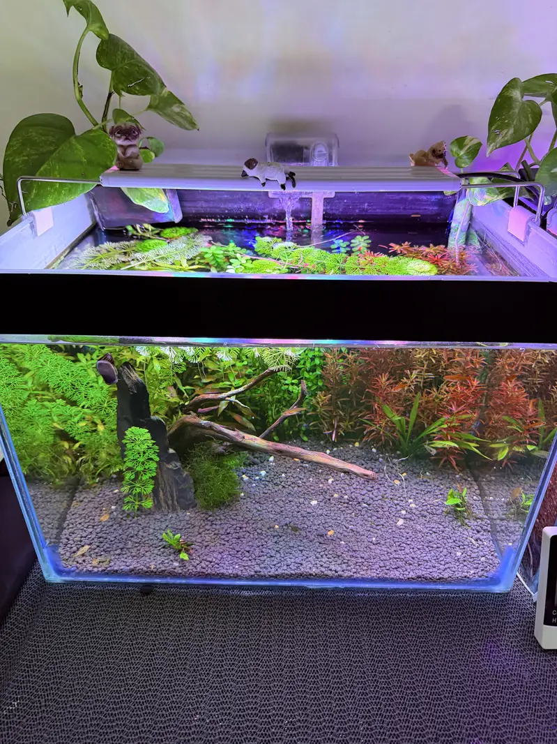 Planted aquarium — photo 5