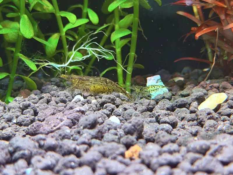 Planted aquarium — photo 6