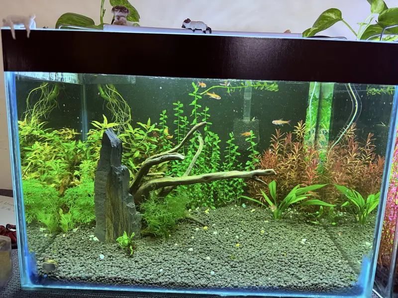Planted aquarium — photo 7