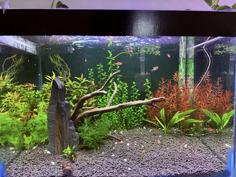 Planted aquarium — photo 8