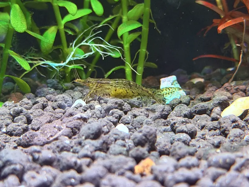 Planted aquarium — photo 9