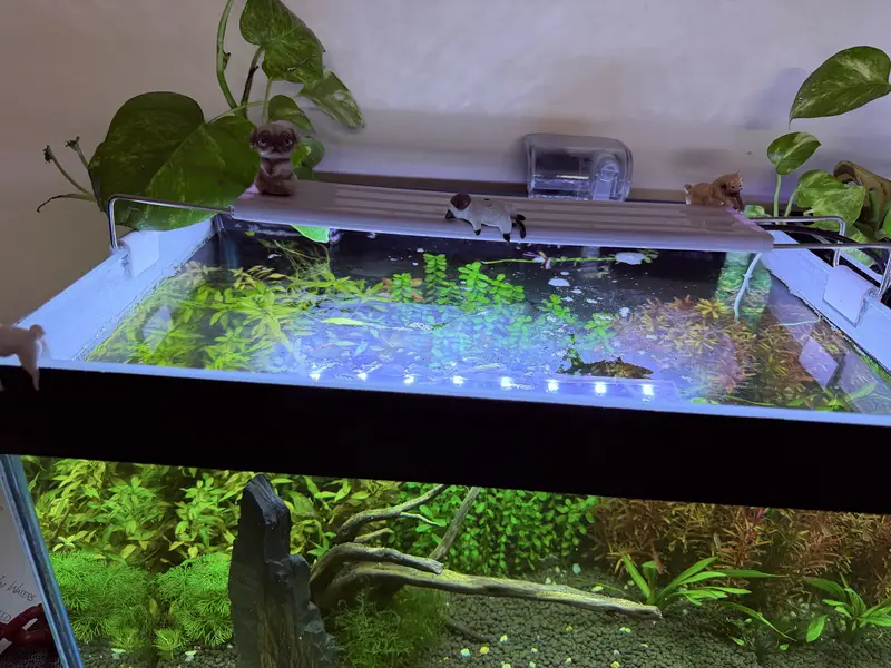 Planted aquarium — photo 10