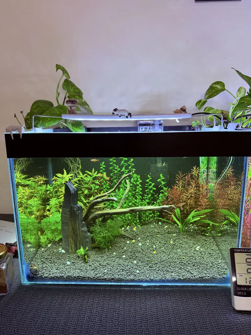 Planted aquarium — photo 11