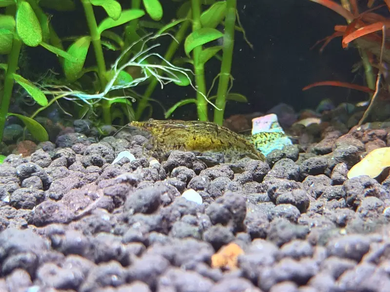 Planted aquarium — photo 12