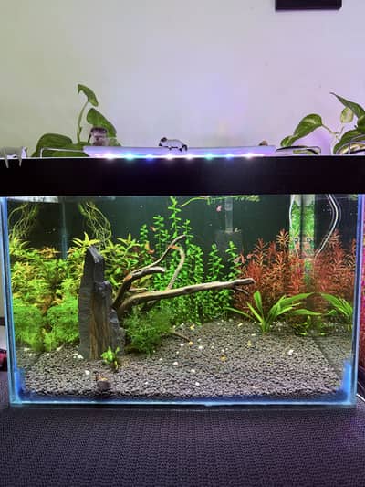 Planted aquarium