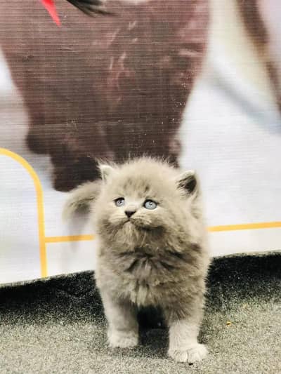 kittens | Persian kittens | Grey Persian Kittens for sale