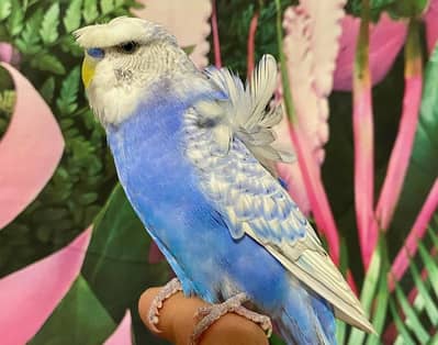 Rainbow Working Hogoromo. Double Flower Crunchy Flower Male