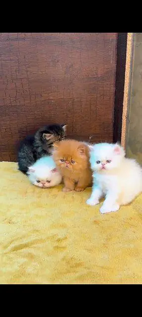 Persian cat for sale male or female my WhatsApp number03=42=79=50=73=4 — photo 2