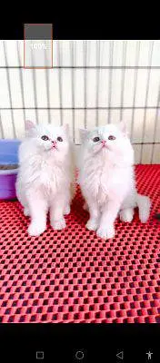 Persian cat for sale male or female my WhatsApp number03=42=79=50=73=4 — photo 3