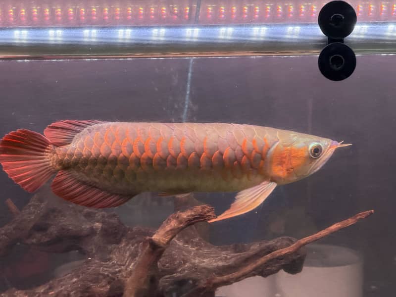 Monster Fish Collection 0